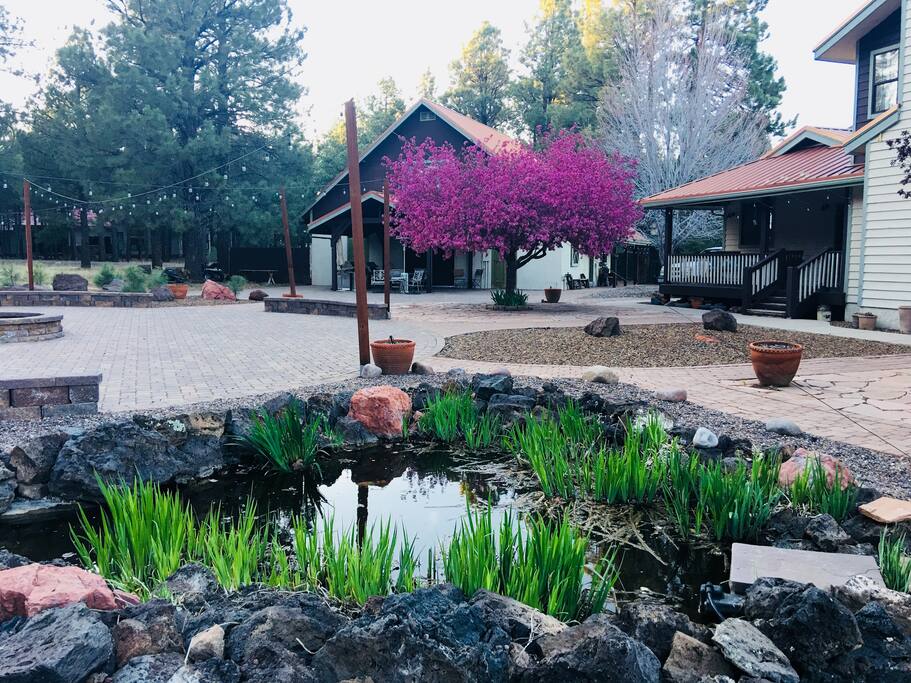 Spring in Flagstaff, the crab apple tree blossoms smell Amazing!