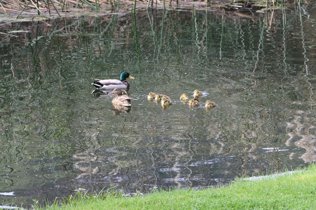 Duck family in the backyard pond.