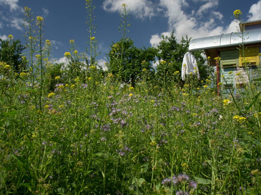 Der Bienenwagen im Garten
