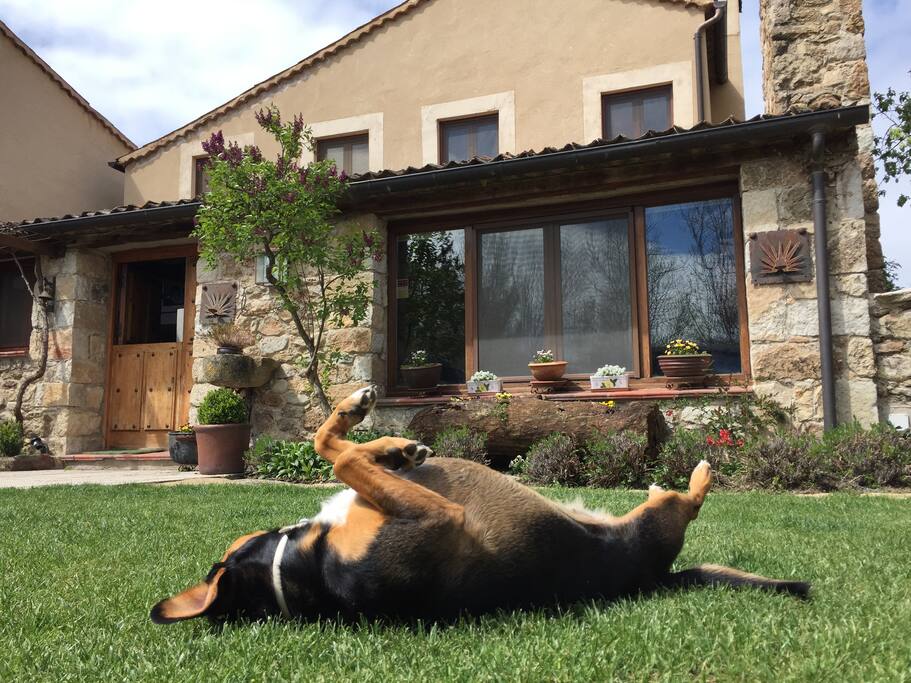 La Casa Vieja acepta perros y gatos. Nuestra perrita Lupita disfrutando del césped de nuestro jardín.