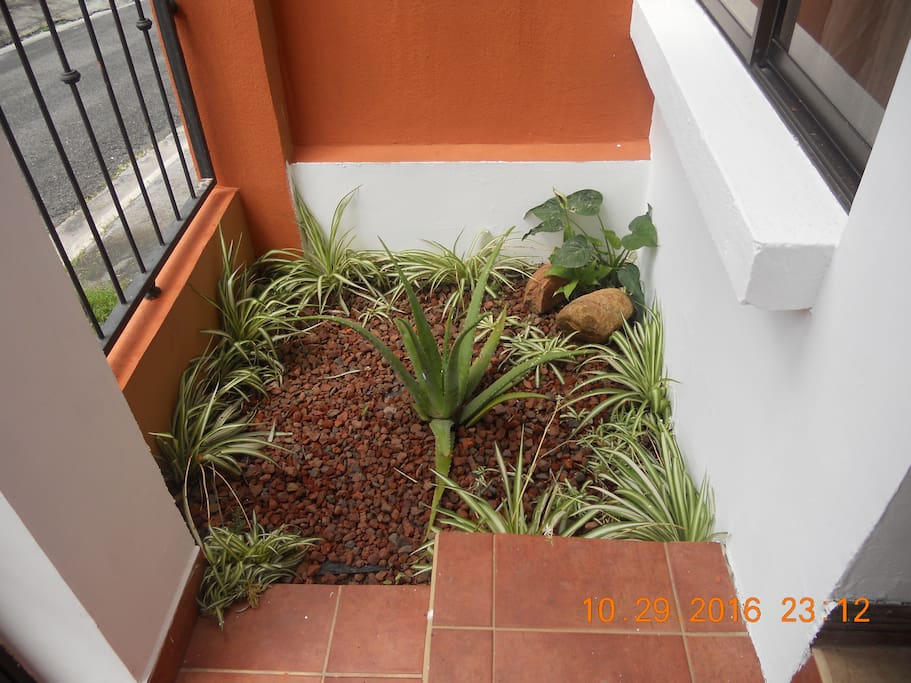 Front entrance patch w/Alo plant for your skins's needs