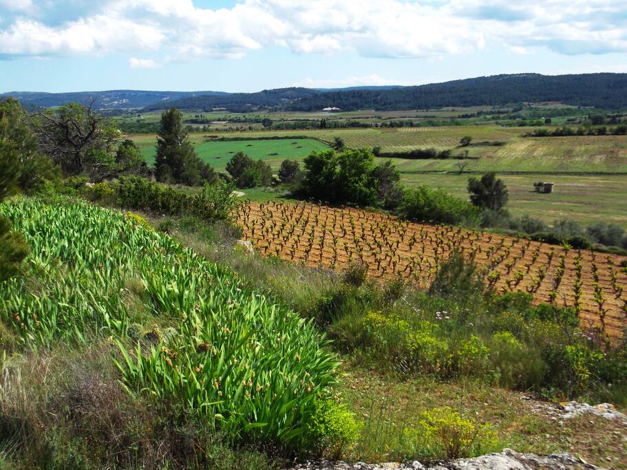 Fabrezan - Surrounding vineyards