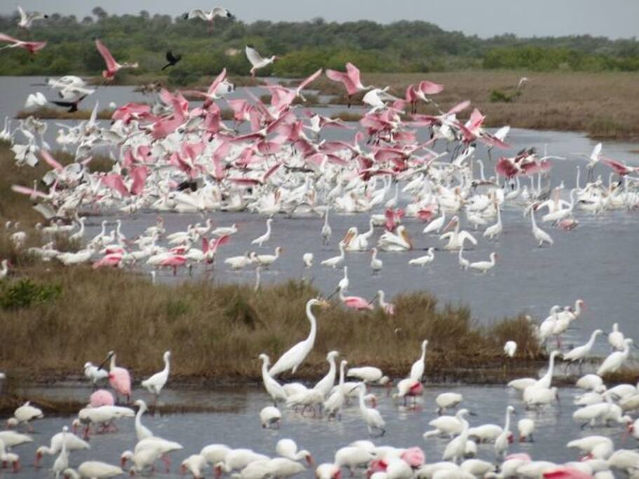 Merritt Island National Wildlife Refuge - a day trip from the house. Pelican Island Natural Reserve 5 miles away.