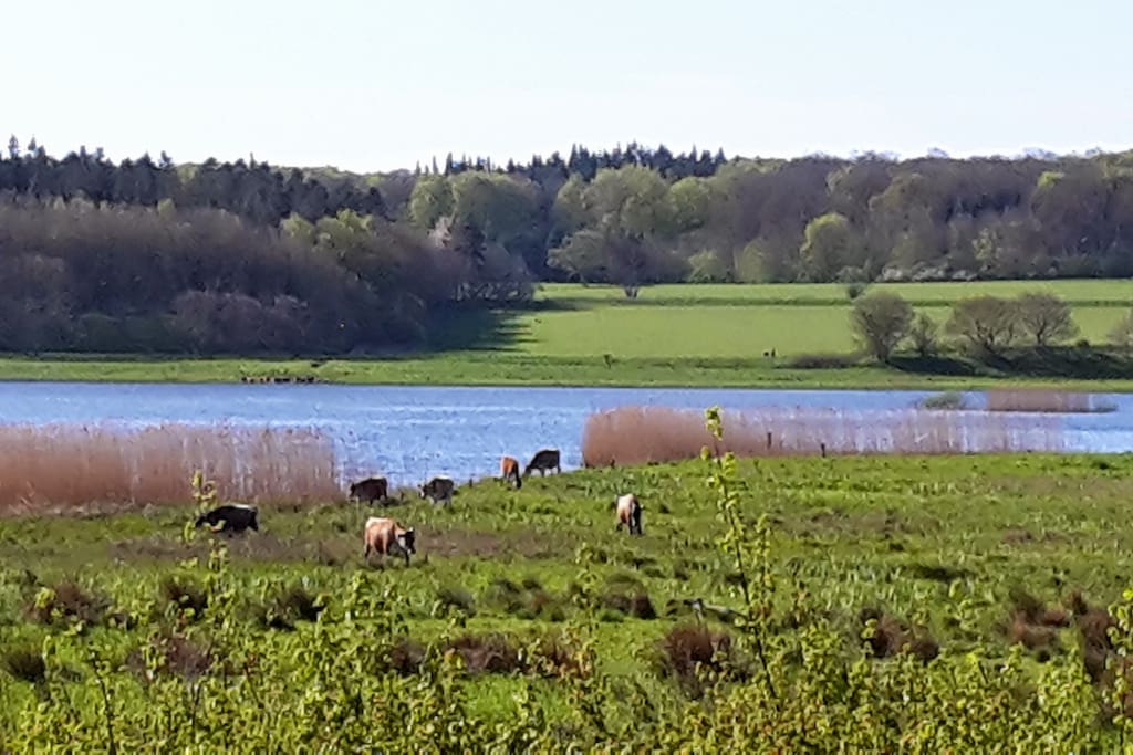 Lake, forrests, fields with cows