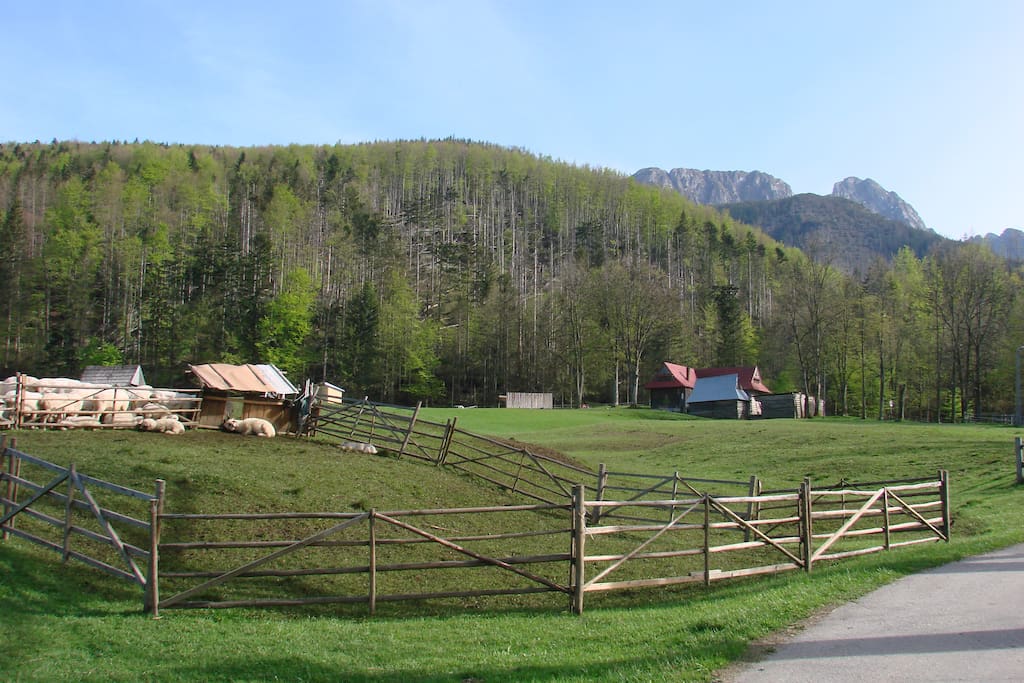 widok letni