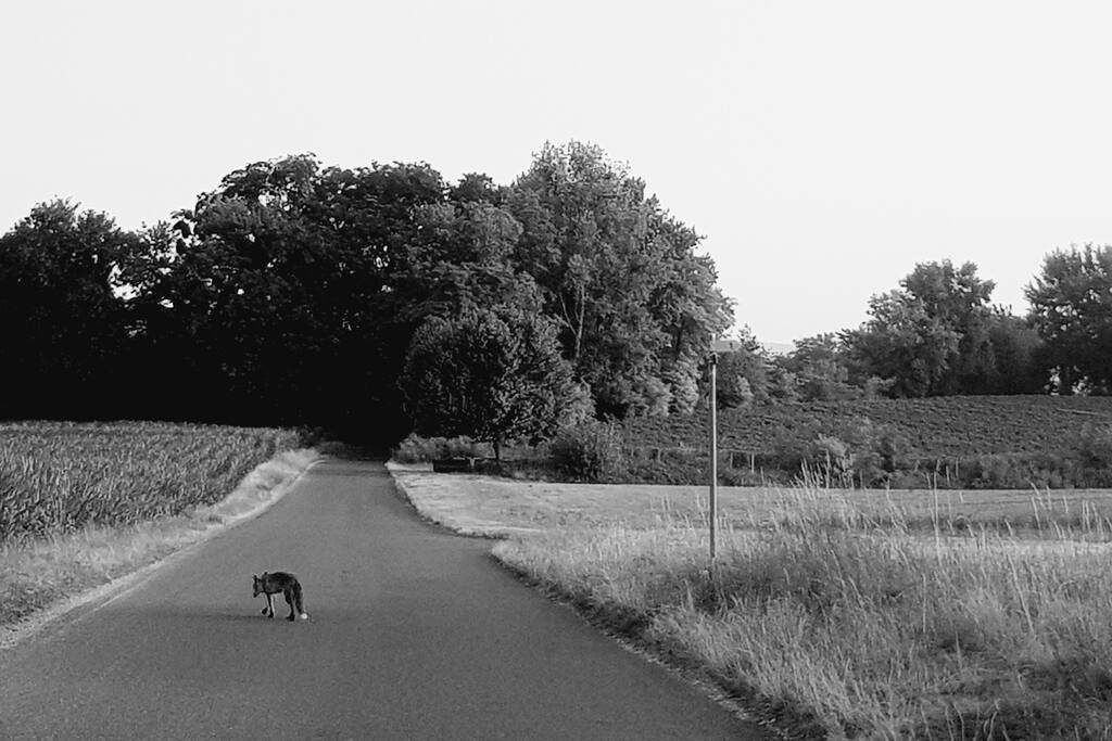 Entre l'animal et l'humain