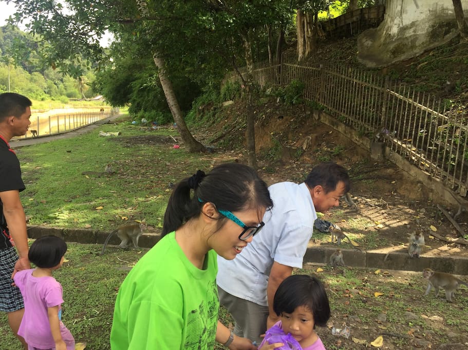 Feeding monkeys in the wild