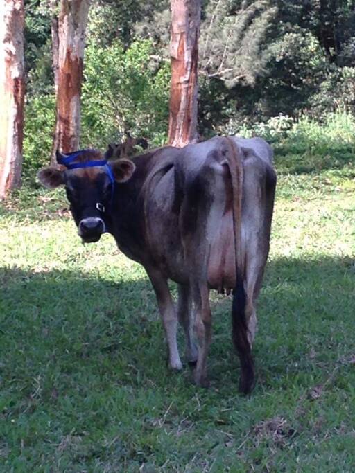 CLeo, the house cow.
