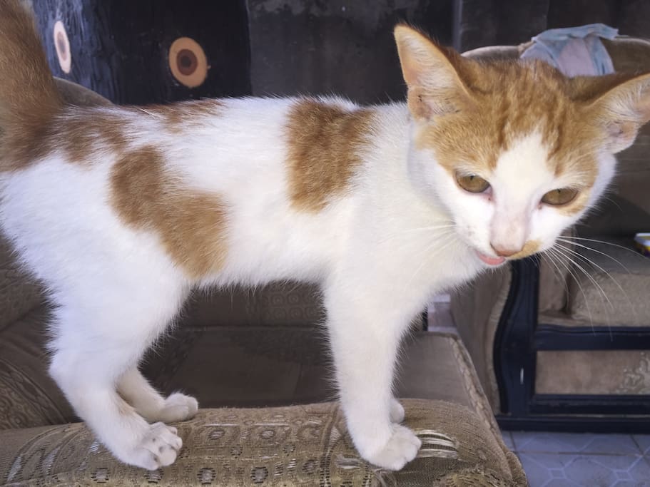 Meet Lala very friendly Kitty cat
