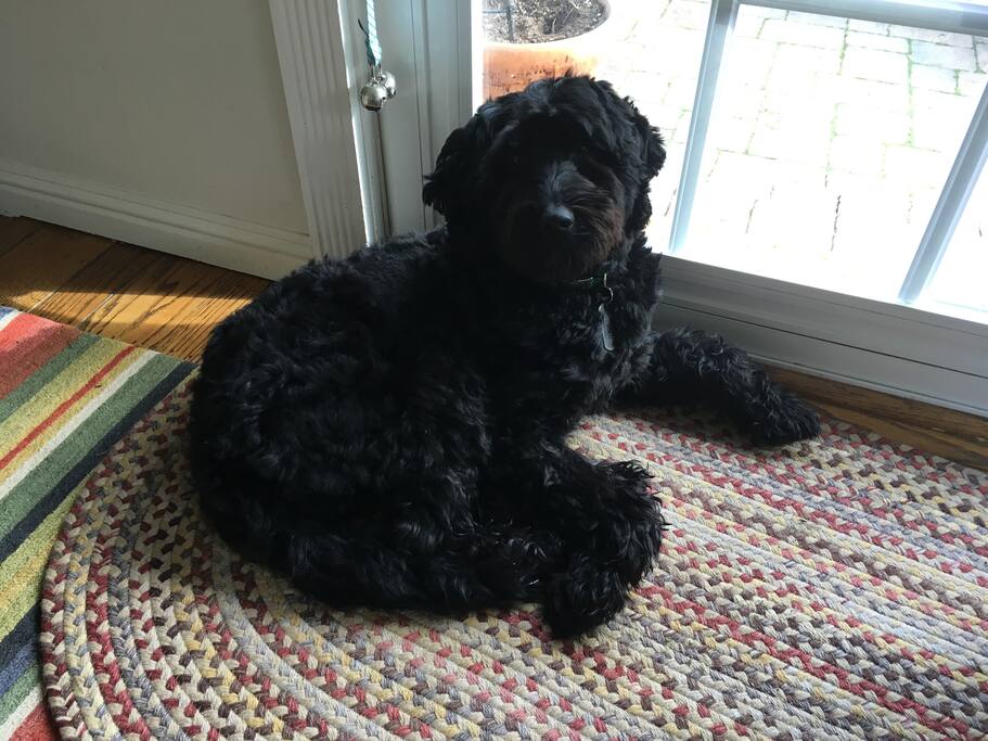 Our labradoodle Splash. Loves a quick pet, but generally stays out of everyone's way.
