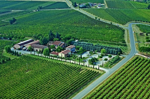 Trerè Farm Holidays in the vineyard