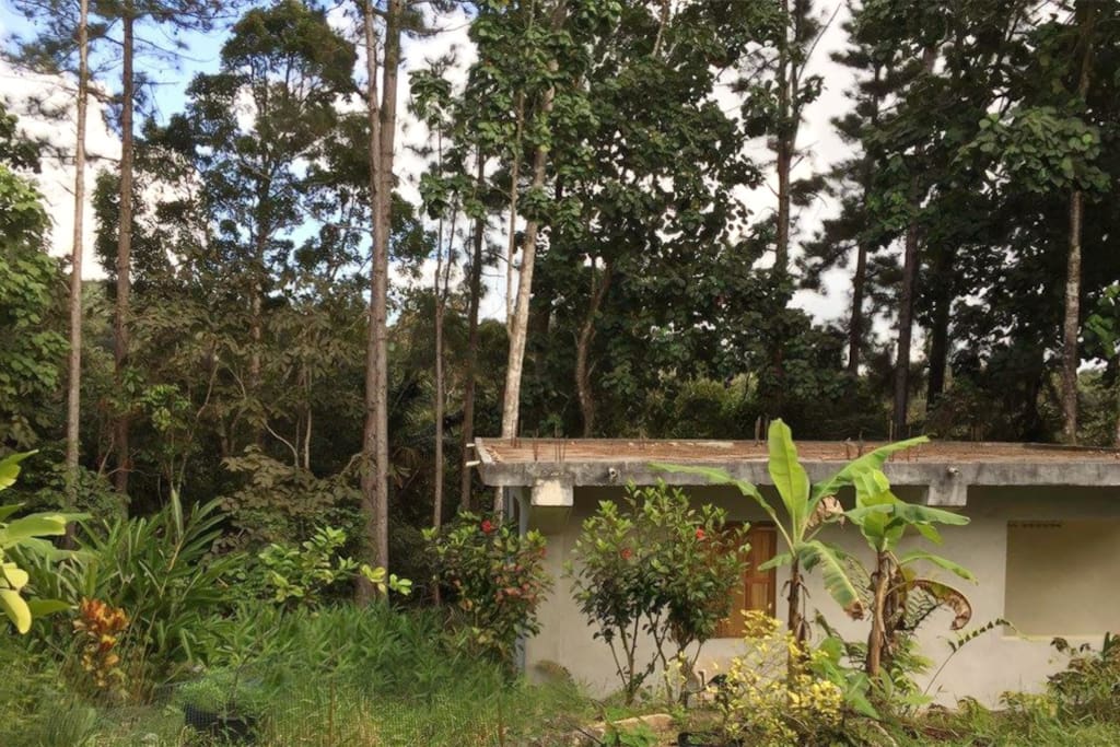 Bunkhouse in The Rainforest
