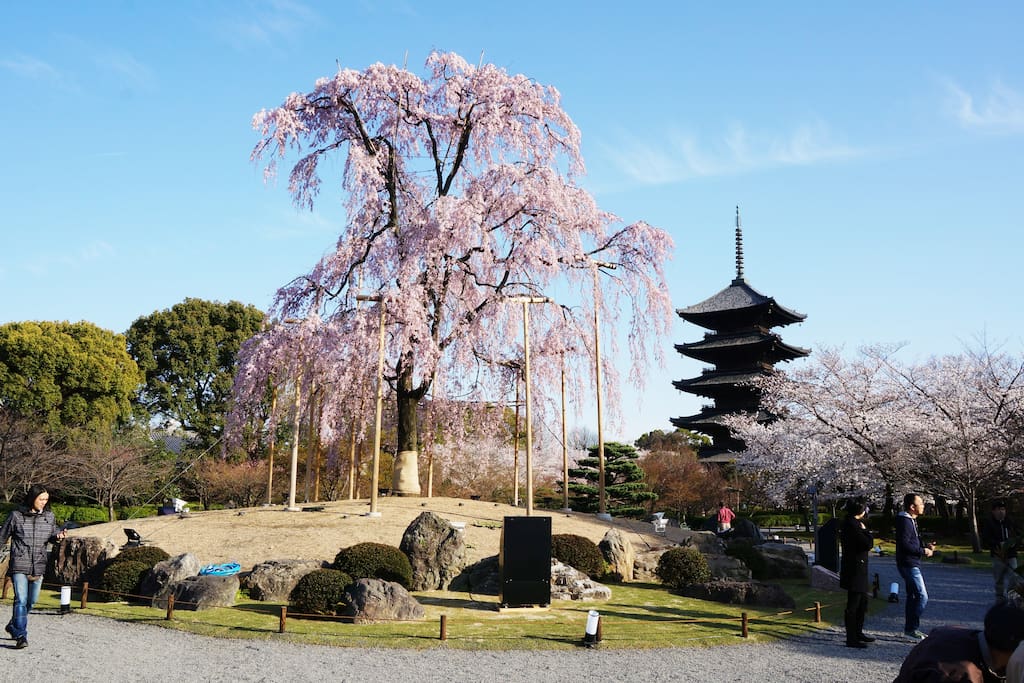 Within 8 min walk from Akaneya KYOTO STATION to Toji Temple, one of the famous World Heritage in Kyoto.