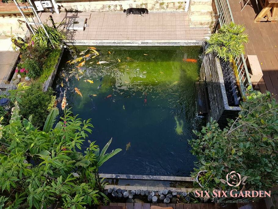 Koi