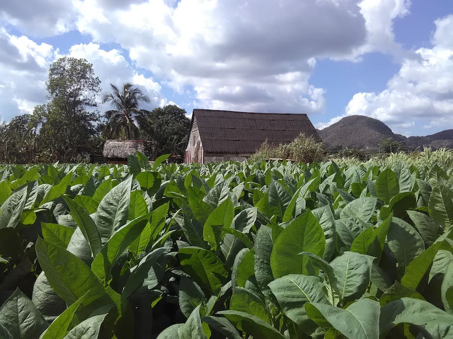 Plantacion de tabaco propiedad de la casa Sergio y Caridad