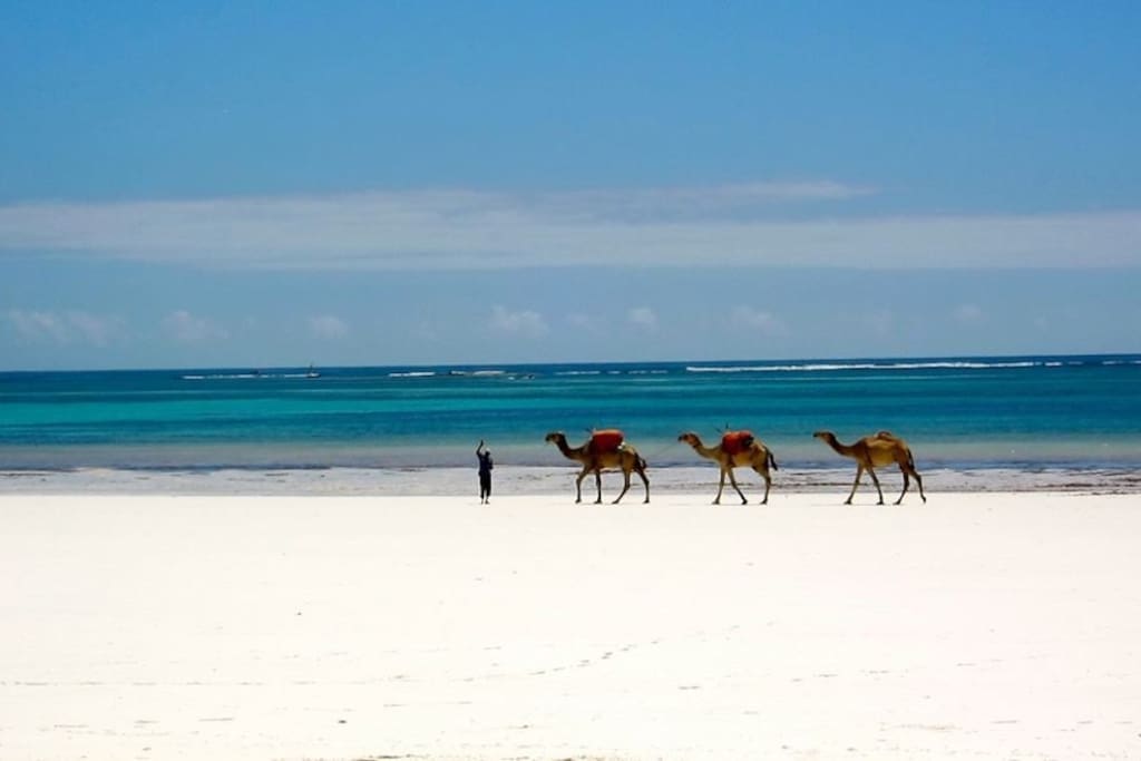 Local beach camels