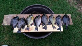 An hour's fishing. at The Farm at St. Florian in Saint Florian