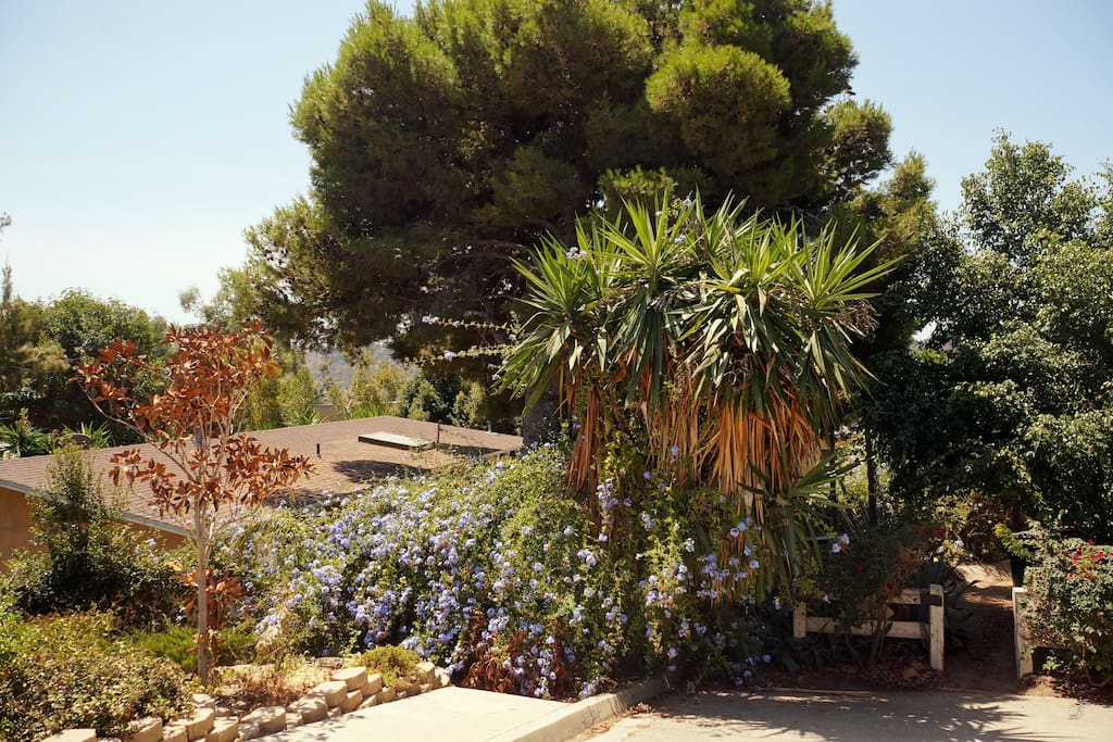 Mid-century decorated house nestled in the privacy of lush trees.