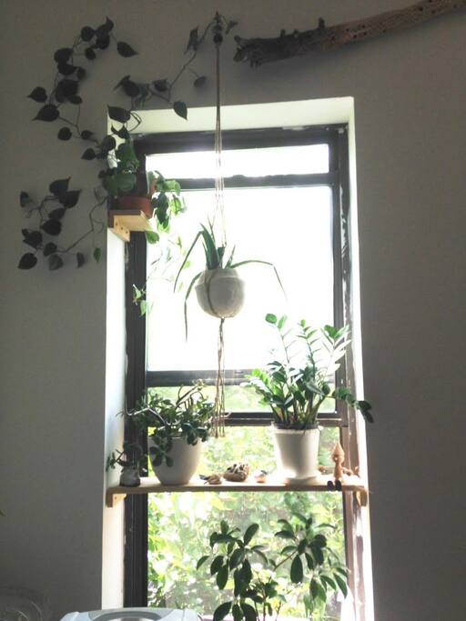 No curtains, mulberry tree outside the window gives plenty of privacy. Instead, some window decor ;-)