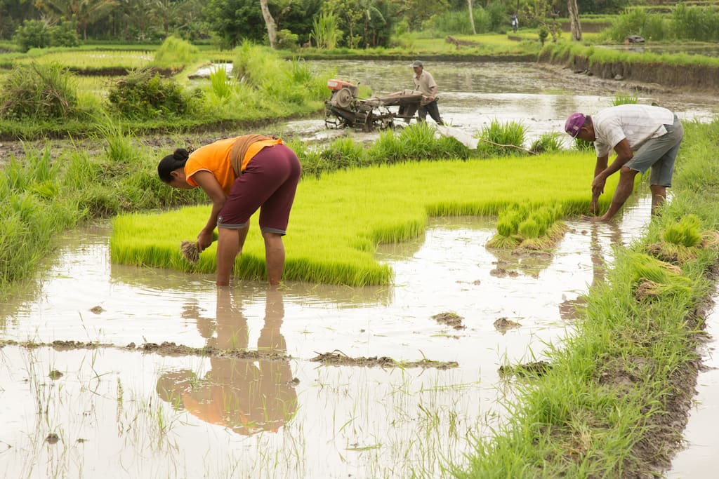 Unplag the rice seedlings to be planted