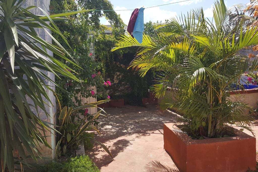 Back yard 1