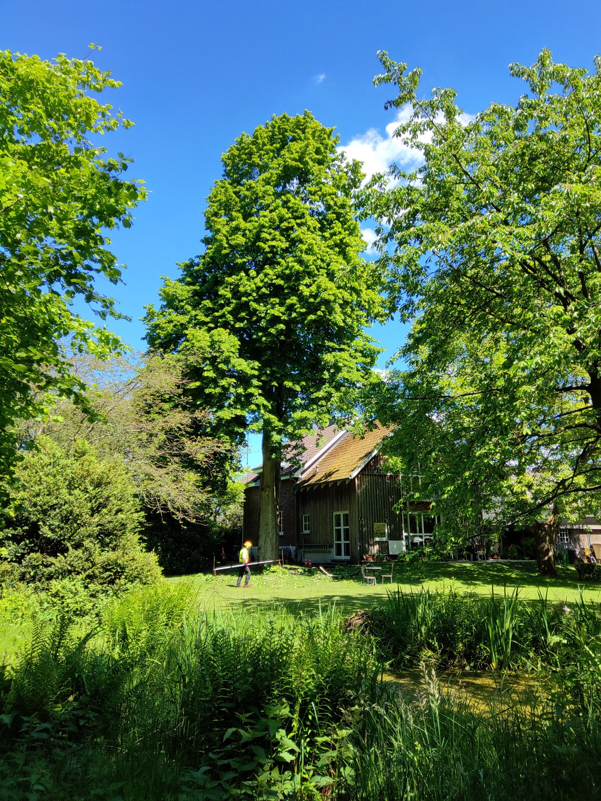 A spacious garden is surrounded by tall trees and lush greenery, providing a serene outdoor environment. A wooden building can be seen in the background, complemented by a clear blue sky. Grass and various plants contribute to the natural landscape.