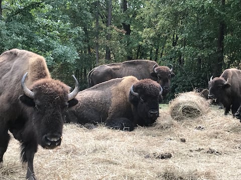 Beulah Bison Farm (Golden Cottage)