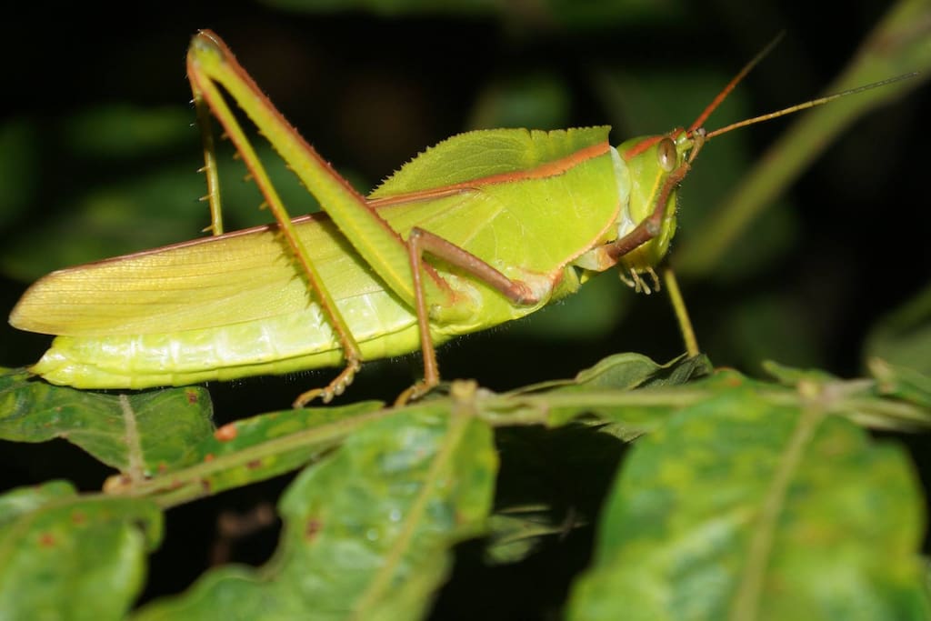 Insectos de neustra selva que se pueden encontrar con facilidad en los alrrededores de neustro jardin.