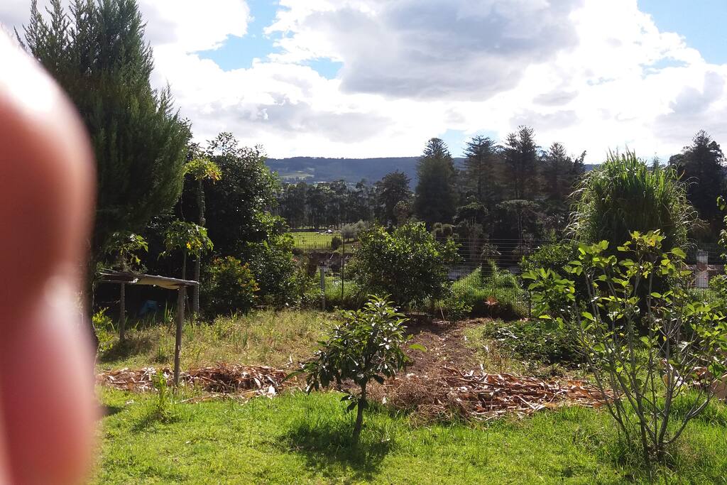 Huerto familiar árboles frutales