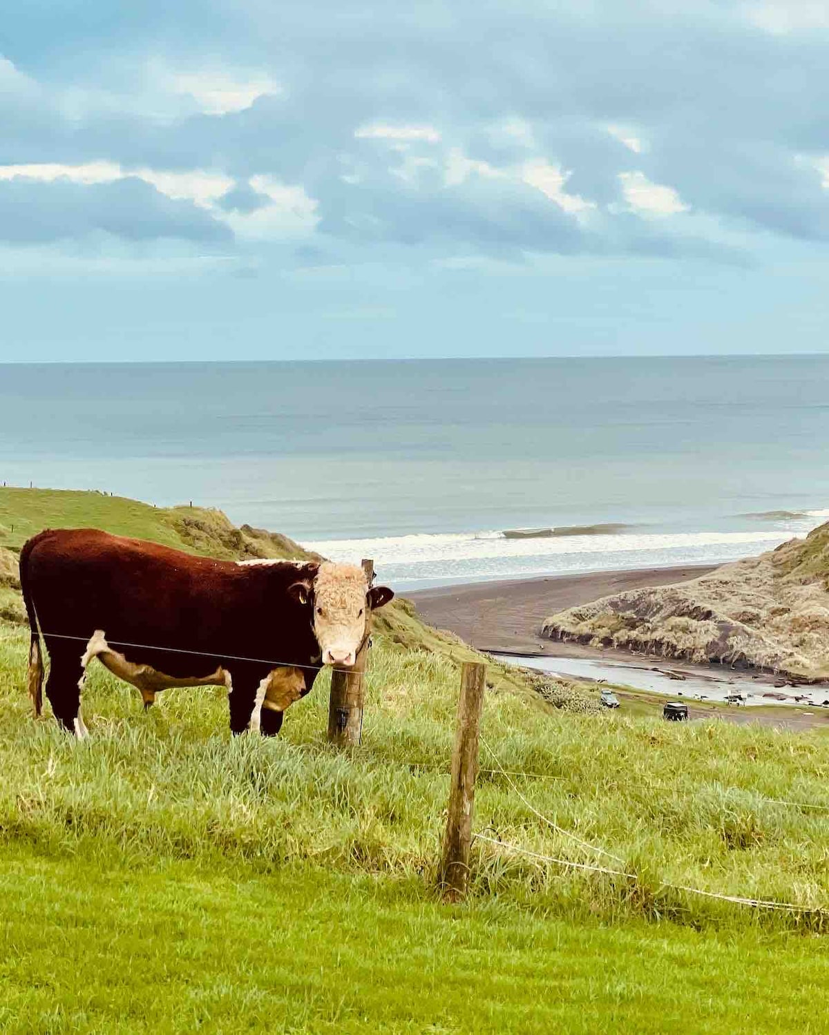 A brown and white cow stands in a green pasture, overlooking the Tasman Sea. The coastline is visible in the background, with rolling hills leading to the shore where the ocean meets the sand. A cloudy sky casts a soft light on the scene.