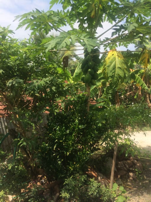 Little garden
