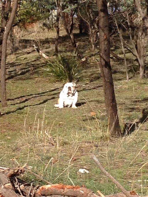 Ala thinking about bush walking!