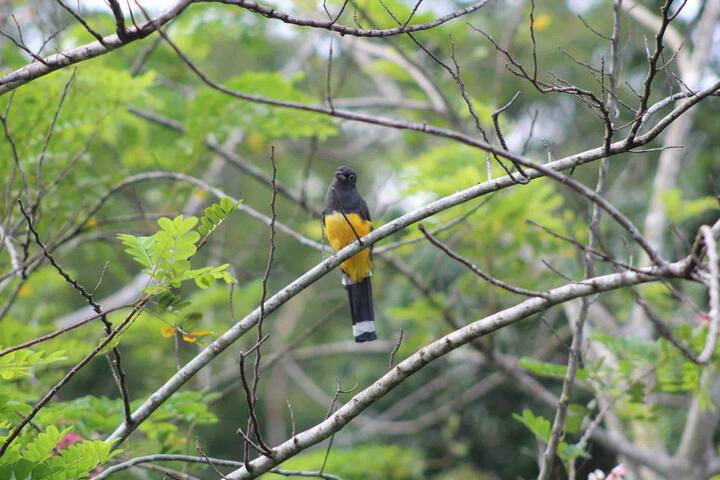 8 room tropical eco-jungle lodge near ATM cave gallery image 4