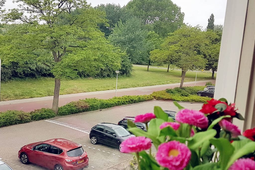 View outside the window