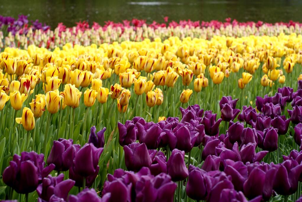 Keukenhof