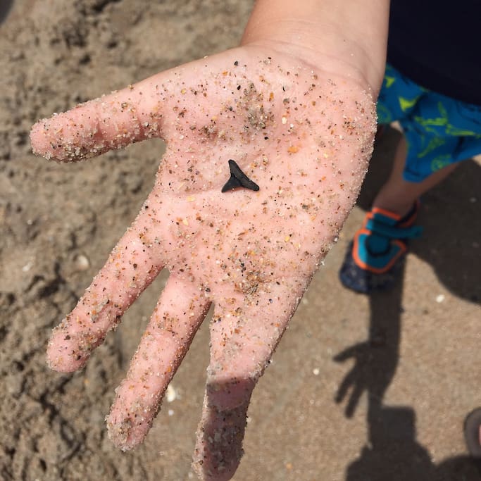 Collect lots and lots of sea treasures with a quick stroll in front of our condo. You are almost guaranteed to find shark teeth in front of our place. Many of our guests have found beautiful sea glass, gorgeous seashells and cute hermit crabs.