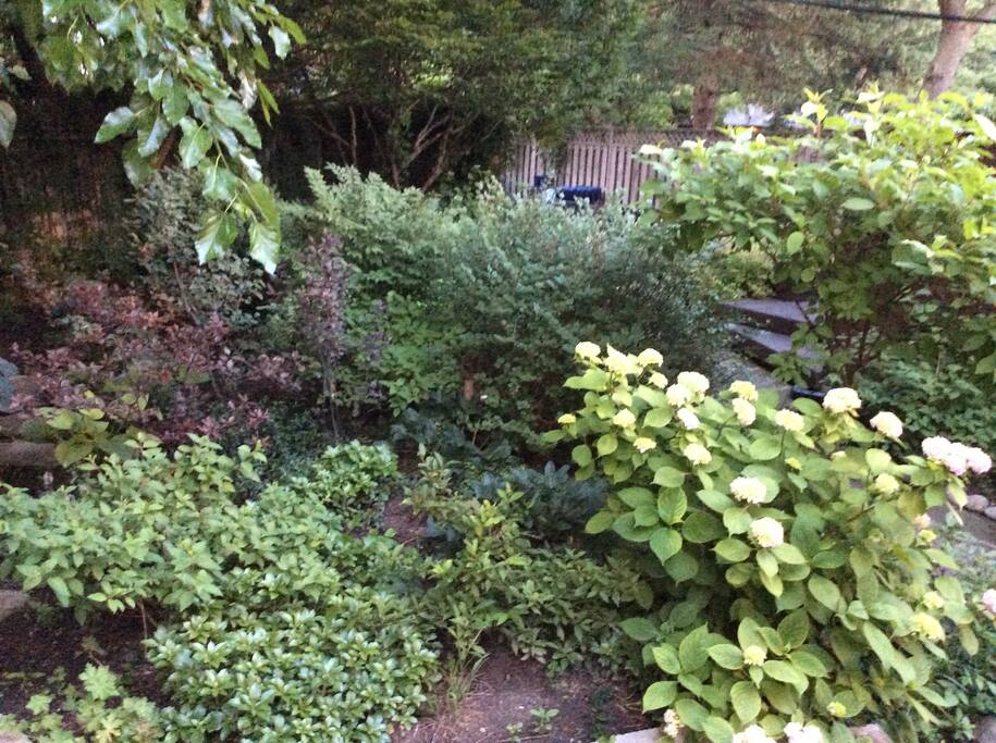 Lush perennial garden