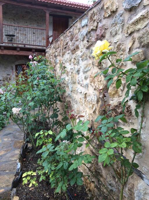 Roses in the garden