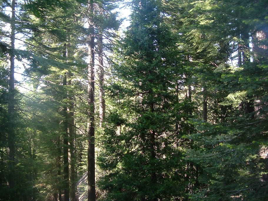 The forest from the deck