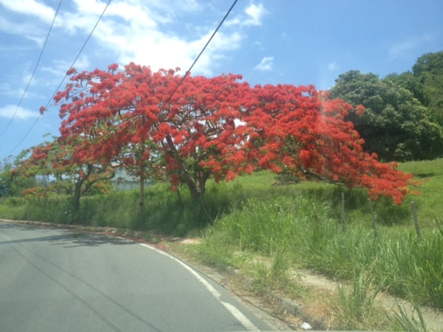 Road to beach lined with Flamboyant trees