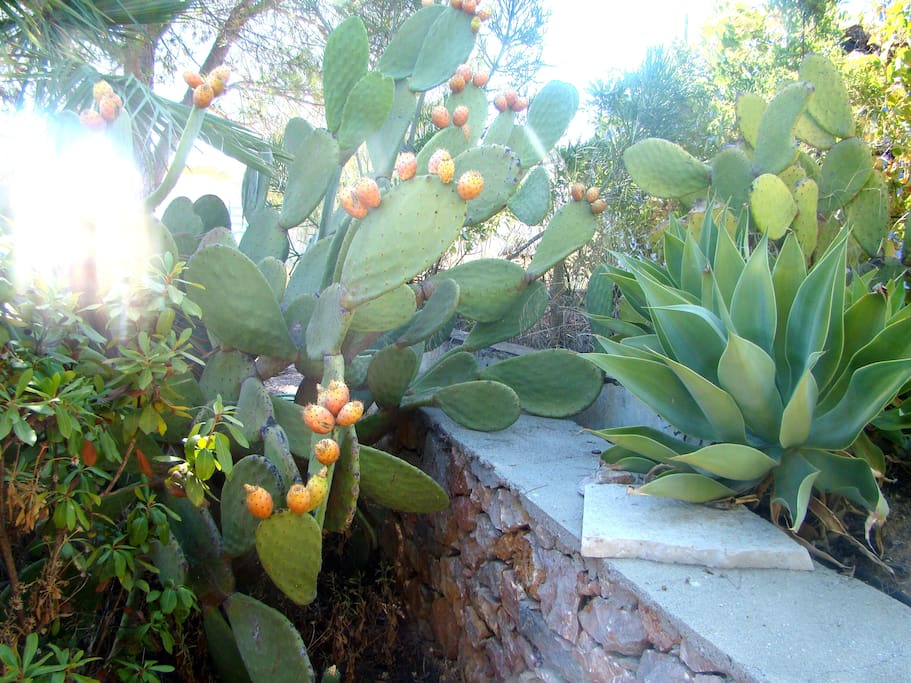 The garden