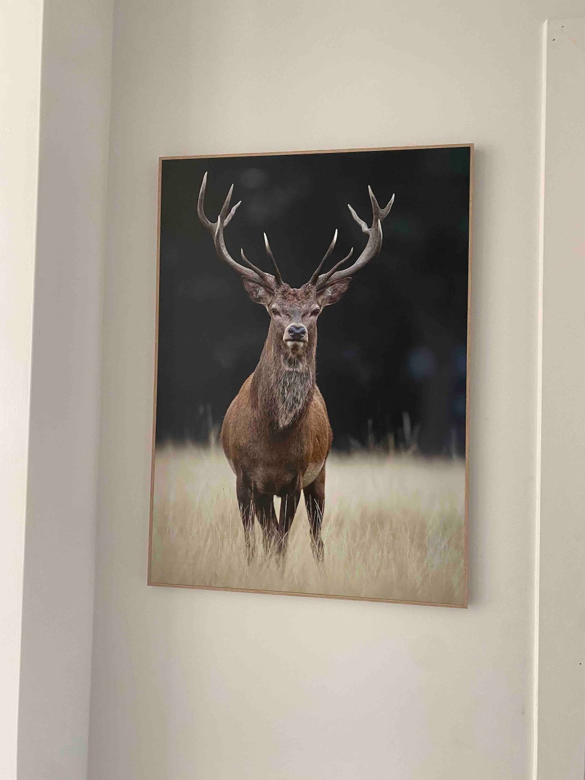 A large, framed photo of a majestic deer stands on the wall, showcasing the animal in a natural setting. The deer is depicted with prominent antlers, surrounded by tall, golden grass that enhances the sense of wilderness.