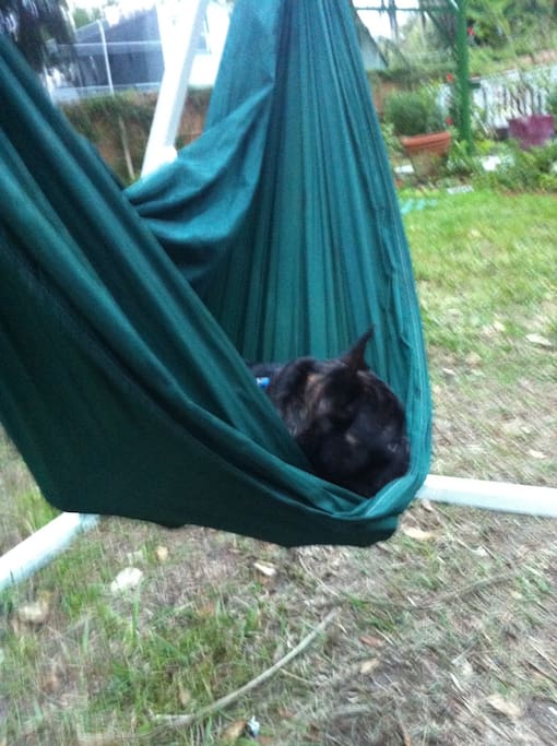 Louie relaxing