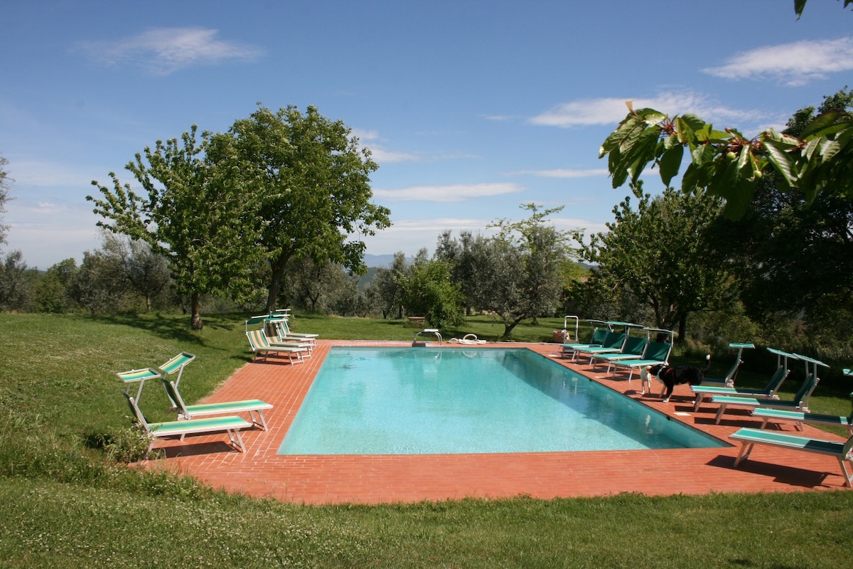 A spacious swimming pool is surrounded by lush greenery and sun loungers. The pool's clear blue waters reflect the sky, creating a serene atmosphere. Olive trees and manicured lawns provide a tranquil backdrop, enhancing the natural beauty of the agriturismo's outdoor area.