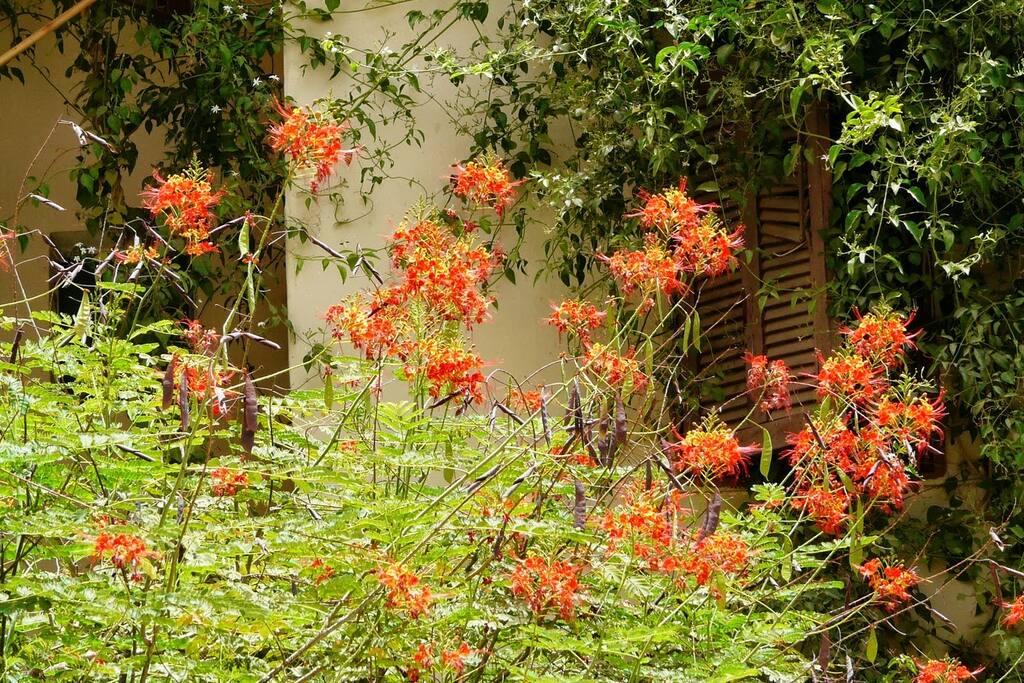 Jardin cours arrière