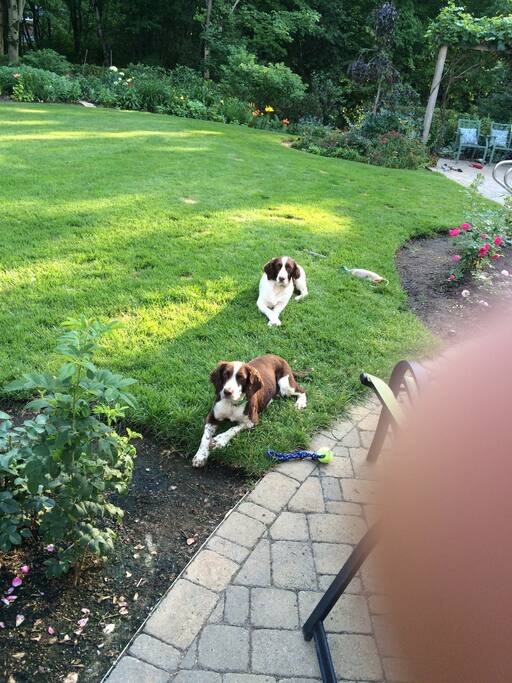 Dogs in the backyard