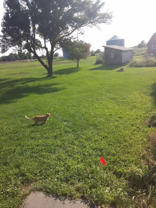 Friendly farm cat in the yard, pic is looking west