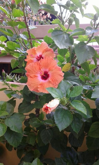 Hibiskus!