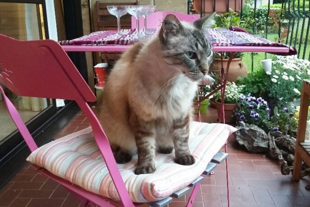 Mystic le compagnon !