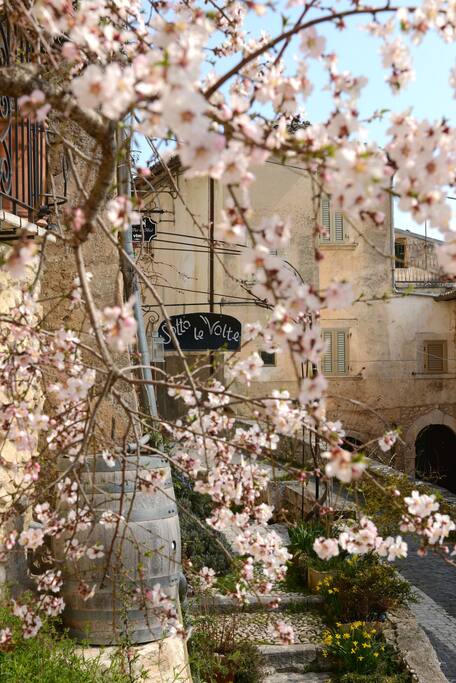 Fiori di mandorlo davanti casa